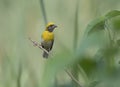 The baya weaver bird Royalty Free Stock Photo