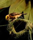 Baya weaver bird making nest for chick Royalty Free Stock Photo