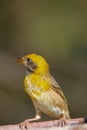 Baya weaver bird, natural nature, wallpaper