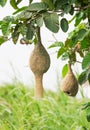 Baya weaver bird nest Royalty Free Stock Photo