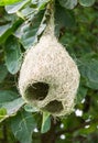 Baya weaver bird nest Royalty Free Stock Photo