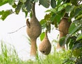 Baya weaver bird nest Royalty Free Stock Photo