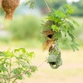 Baya weaver bird on nest