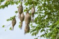Baya weaver bird nest at a branch of the tree Royalty Free Stock Photo