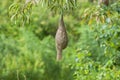 Baya weaver bird nest at a branch of the tree Royalty Free Stock Photo