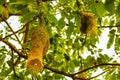 Baya weaver bird nest on branch of the tree Royalty Free Stock Photo