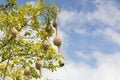 Baya weaver bird nest branch on tree Royalty Free Stock Photo