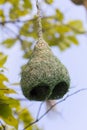 Baya weaver bird nest branch on tree Royalty Free Stock Photo