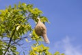 Baya weaver bird nest branch on tree Royalty Free Stock Photo