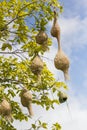 Baya weaver bird nest branch on tree Royalty Free Stock Photo