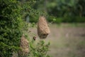 Baya Weaver Bird Nest