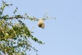 Baya weaver bird nest on tree branch Royalty Free Stock Photo