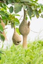 Baya weaver bird nest on tree Royalty Free Stock Photo