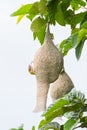 Baya weaver bird nest on tree Royalty Free Stock Photo