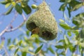 Baya Weaver bird with yellow head perching on its half-built pendant nests Royalty Free Stock Photo