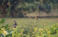 Baya Weaver Birds Flight Shot Royalty Free Stock Photo