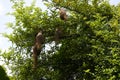 Baya weaver birds nests isolated on tree Royalty Free Stock Photo