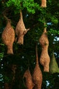 A Baya Weaver is building elegant nests Royalty Free Stock Photo