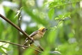 Baya Weaver