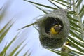 Baya weaver - King of nest buiding birds