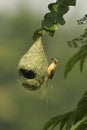 Baya Weaver Nest Royalty Free Stock Photo