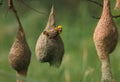 Baya weaver with nest Colony