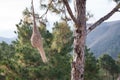 Baya weaver nest