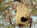 baya weaver nest Royalty Free Stock Photo