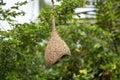 Baya Weaver Nest Royalty Free Stock Photo