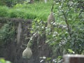 Baya weaver nests hanging in the wild