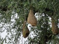 Baya Weaver Nests on Tree