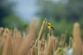 Baya weaver Ploceus philippinus feeding on Pearl Millet Corn near Saswad in Maharashtra