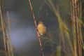 Baya weaver Ploceus philippinus perching on the grass twig in the Forest