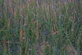 Baya weaver Ploceus philippinus Sparrow Flock in the Reeds