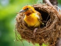 Weaver bird and nest Made With Generative AI illustration