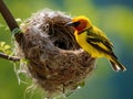 Weaver bird and nest Made With Generative AI illustration