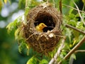 Weaver bird and nest Made With Generative AI illustration