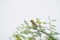 Baya Weaver sitting on a branch blue sky background - The baya weaver is a weaverbird found across the Royalty Free Stock Photo