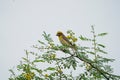 Baya Weaver sitting on a branch blue sky background - The baya weaver is a weaverbird found across the Royalty Free Stock Photo