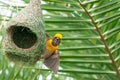 Baya weaver sitting on its nest making a call