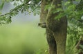 Baya weaver sitting on nest on the tree, Masked Weaver Ploceus Velatus, baya wevaer sparrow bird, golden weaver