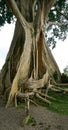 Bayan Ancient Tree In Bali: The Kayu Putih Giant Tree Royalty Free Stock Photo