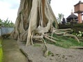 Bayan Ancient Tree In Bali: The Kayu Putih Giant Tree Royalty Free Stock Photo