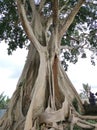 Bayan Ancient Tree In Bali: The Kayu Putih Giant Tree Royalty Free Stock Photo