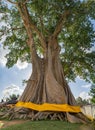 Bayan Ancient Tree or Kayu Putih Giant Tree In Bali, Indonesia