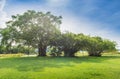 Bayan tree