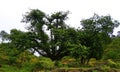 A bayan tree stock images