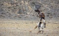 Bird landing on a hand of a eagle hunter