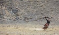 Bird landing on a hand of a eagle hunter