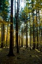 Bayerisher Wald natural park: autumnal wood